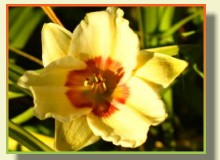 FLORAPLANET serwis internetowy katalog firm ogrodniczych